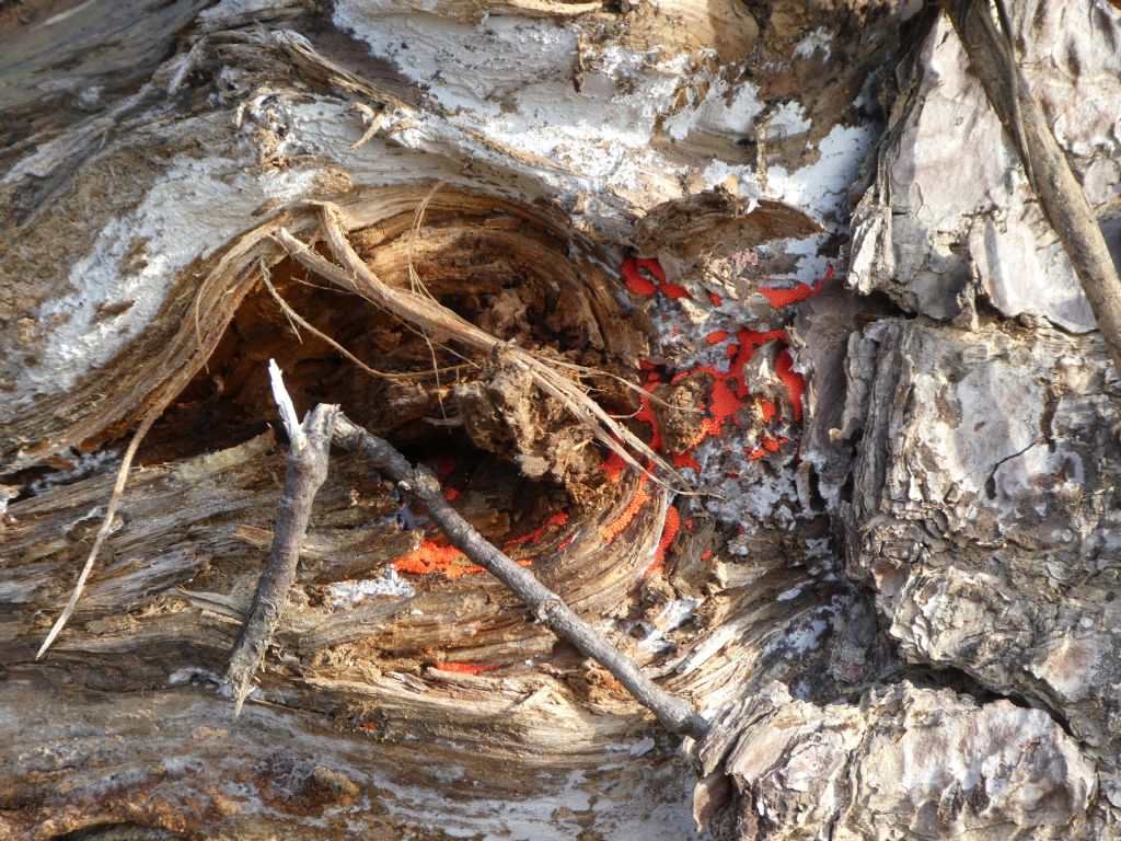 non so cosa sia:   Nectria sp. ?